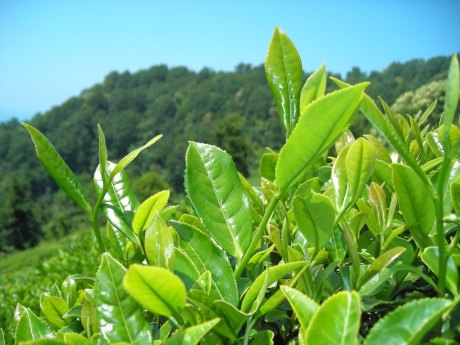 Çay, Rize'nin tek gelir kaynağı