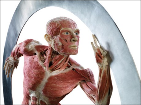 'Body worlds' sergisinde 'kadavra' dersi