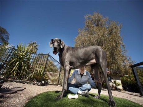 Dünyanın en uzun köpeği