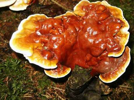 Karadeniz'de alternatif ürün: Ganoderma mantarı