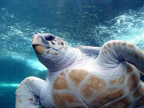 Caretta carettalar için plaj temizleniyor