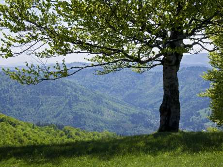 Sıcaklıklar artıyor (15.04.2010)