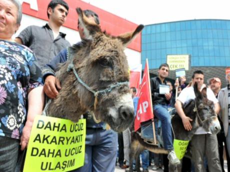 Ulaşım ücretlerine eşekli protesto