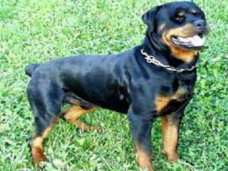 Rottweiler cinsi köpeğin insanlara saldırdığı iddiası