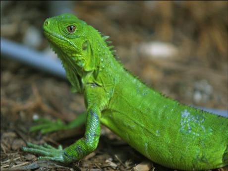 Dünya Kupası'nda iguana paniği