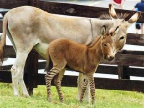 Üstü eşek altı zebra