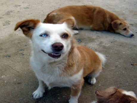 Van kedisi gibi köpek