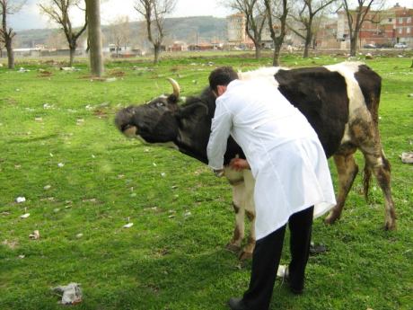 Şap hastalığı nedeniyle 5 köy karantinaya alındı