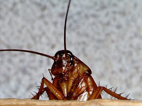 Böcek beyninde antibiyotik