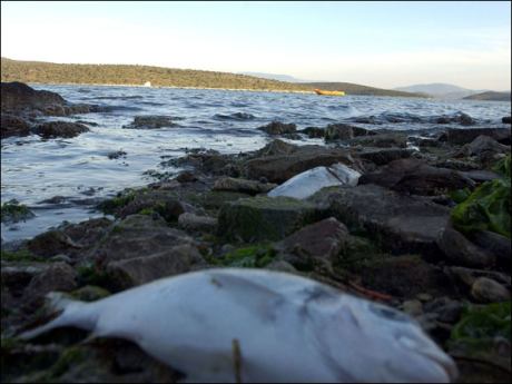 Balık ölümlerinin sebebi araştırılıyor