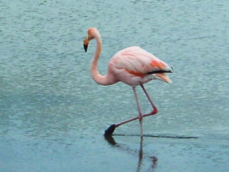 Van'da ''flamingo'' festivali