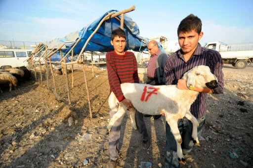 Gölbaşı kurban pazarı, bayrama hazır