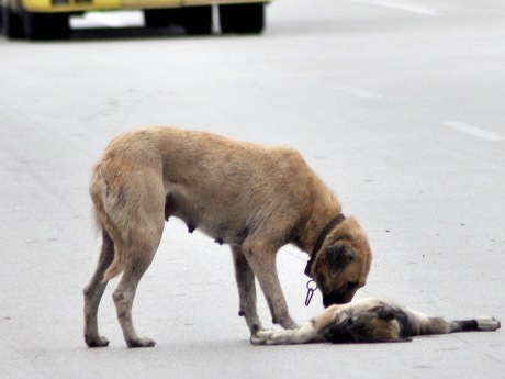 Anne köpeğin yürek burkan hali