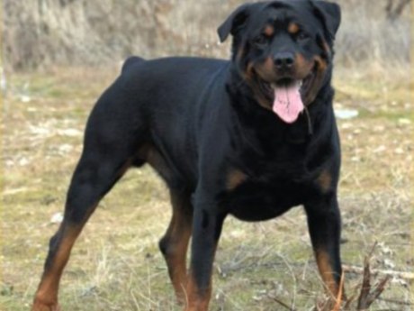 Kavgayı 'rottweiler' bitirdi