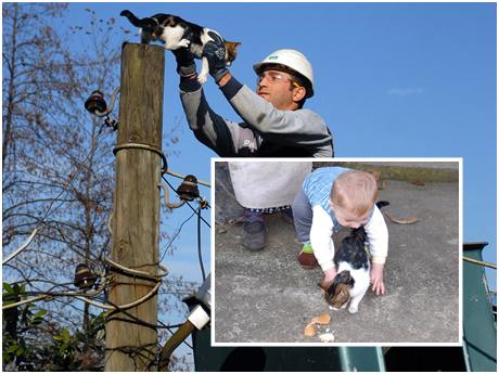 Elektrik direğinde mahsur kalan kedi kurtarıldı