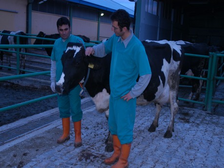 Turgutlu'da şap hastalığı köyü karantinaya aldırdı