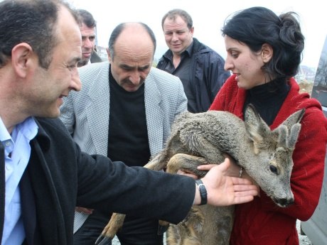 Yaralı karacayı 3 kilometre kucağında taşıdı