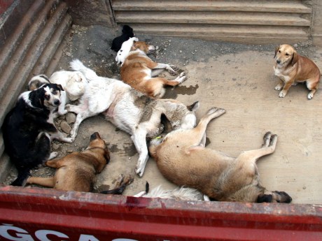 Belediyeden iğne ile köpek itlafı