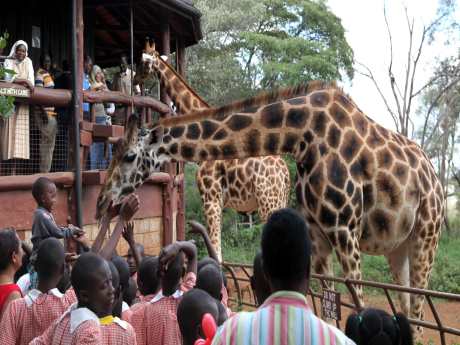 Kenya'da zürafa merkezi oluşturuldu