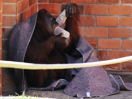 Orangutanlara battaniye ve çorba