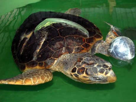 Caretta carettalar tedavi ediliyor