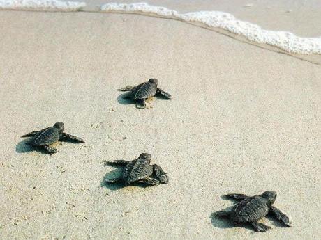 Caretta Carettaların yolculuğu başladı