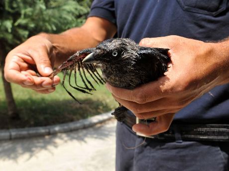 Karga, kenti 1 buçuk saat karanlıkta bıraktı