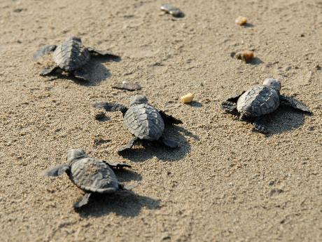 Caretta Caretta'ların yolculuğu başladı