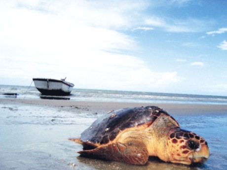 Caretta'ların nesli tükenebilir