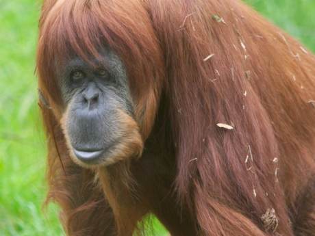 Tiryaki orangutana sigara yasağı!