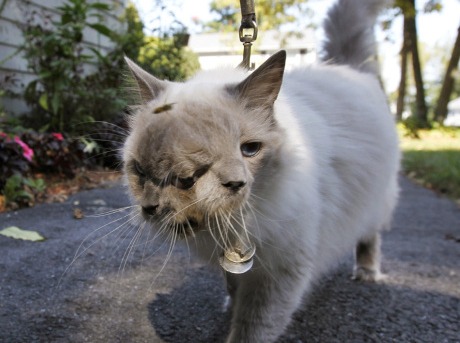 İki yüzlü kedi 12 yıldır hayatta