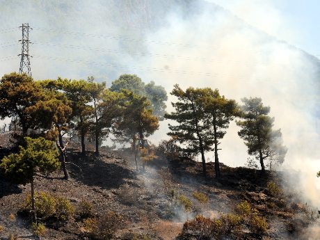 Didim'de makilik alan yangını