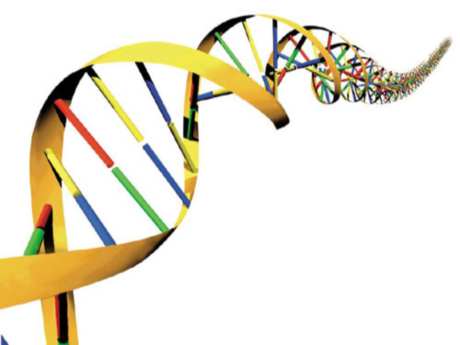 Tembel ya da atletik olmak DNA'da saklı