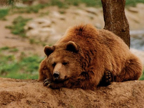 'Ayılarla aramızdaki düzeni HES ve barajlar bozdu'