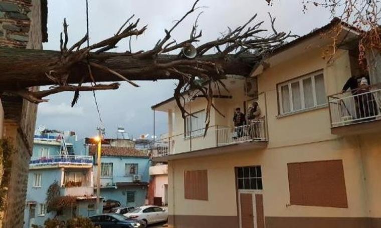 İzmir'de anıt ağaç evin çatısına devrildi