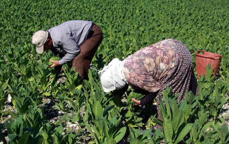 Yeni yöntemle bitkiler daha çok büyüyecek