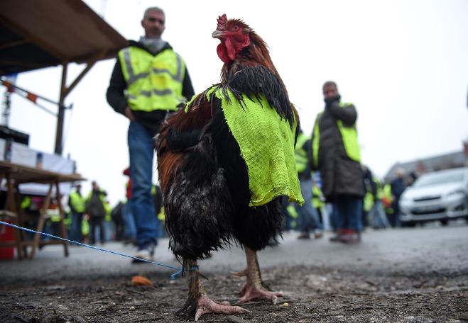 Sarı Yelekliler yine sokakta: 53 gözaltı