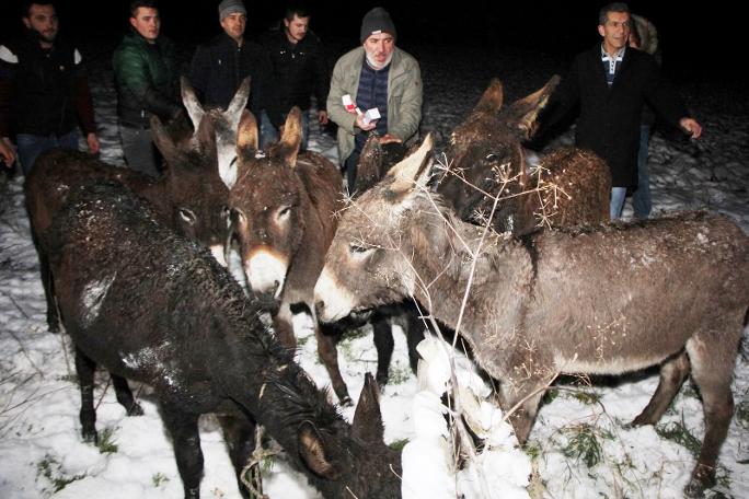 15 eşek donmak üzereyken bulundu