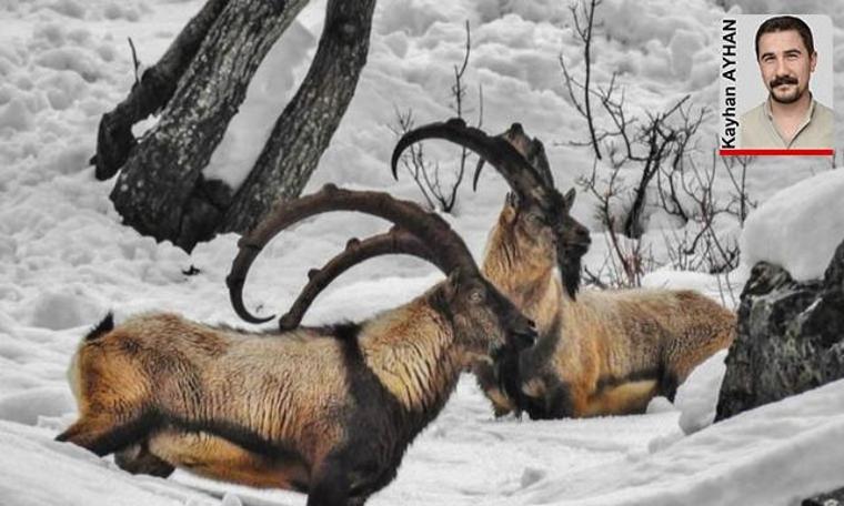 Tunceli’de “avcılığa hayır” kampanyası