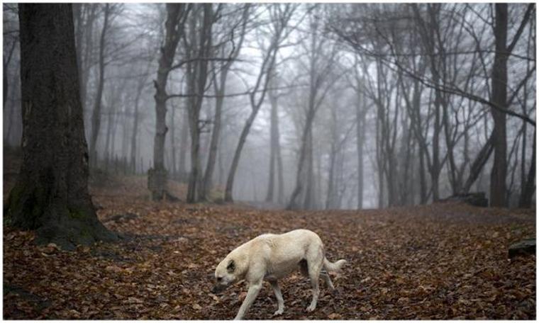 Belgrad Ormanı kurtuldu... O plan da iptal