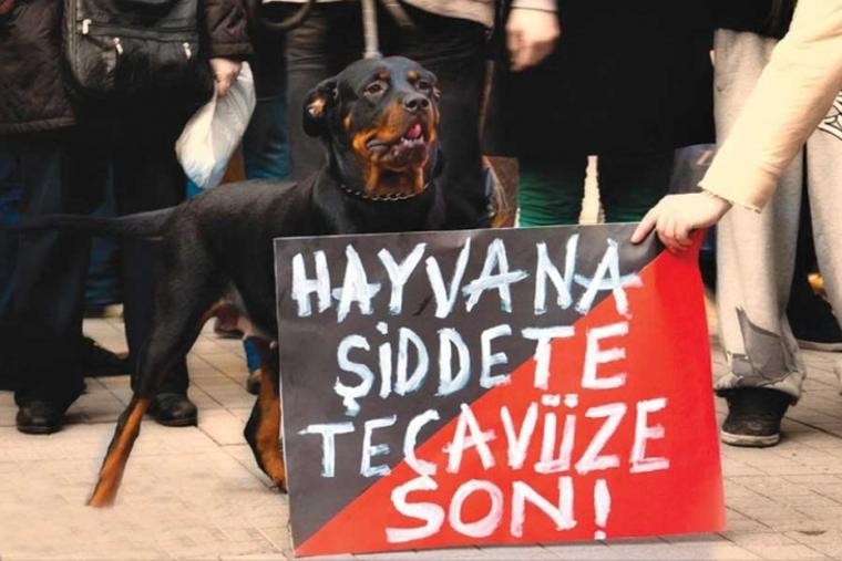 Isparta'da vahşet: 12 köpeğin ölüsü bulundu