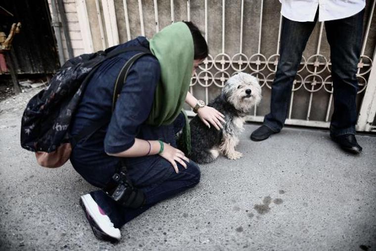 Tahran'da köpek yasağı!