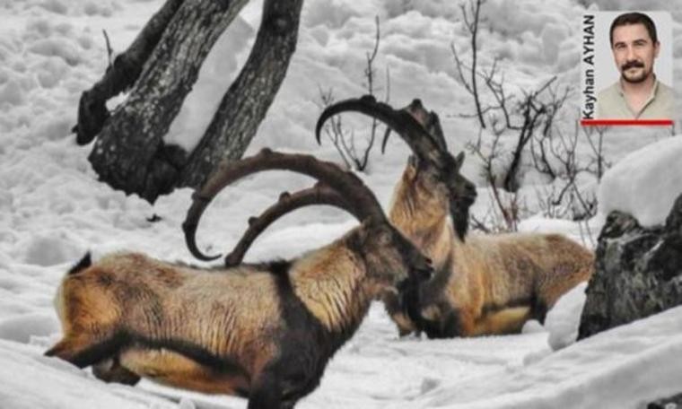 Tunceli’de avcılık yasaklandı