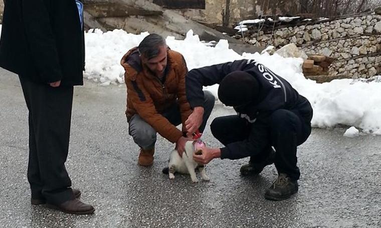 Başı konserve kutusuna sıkışan kediyi kurtardılar