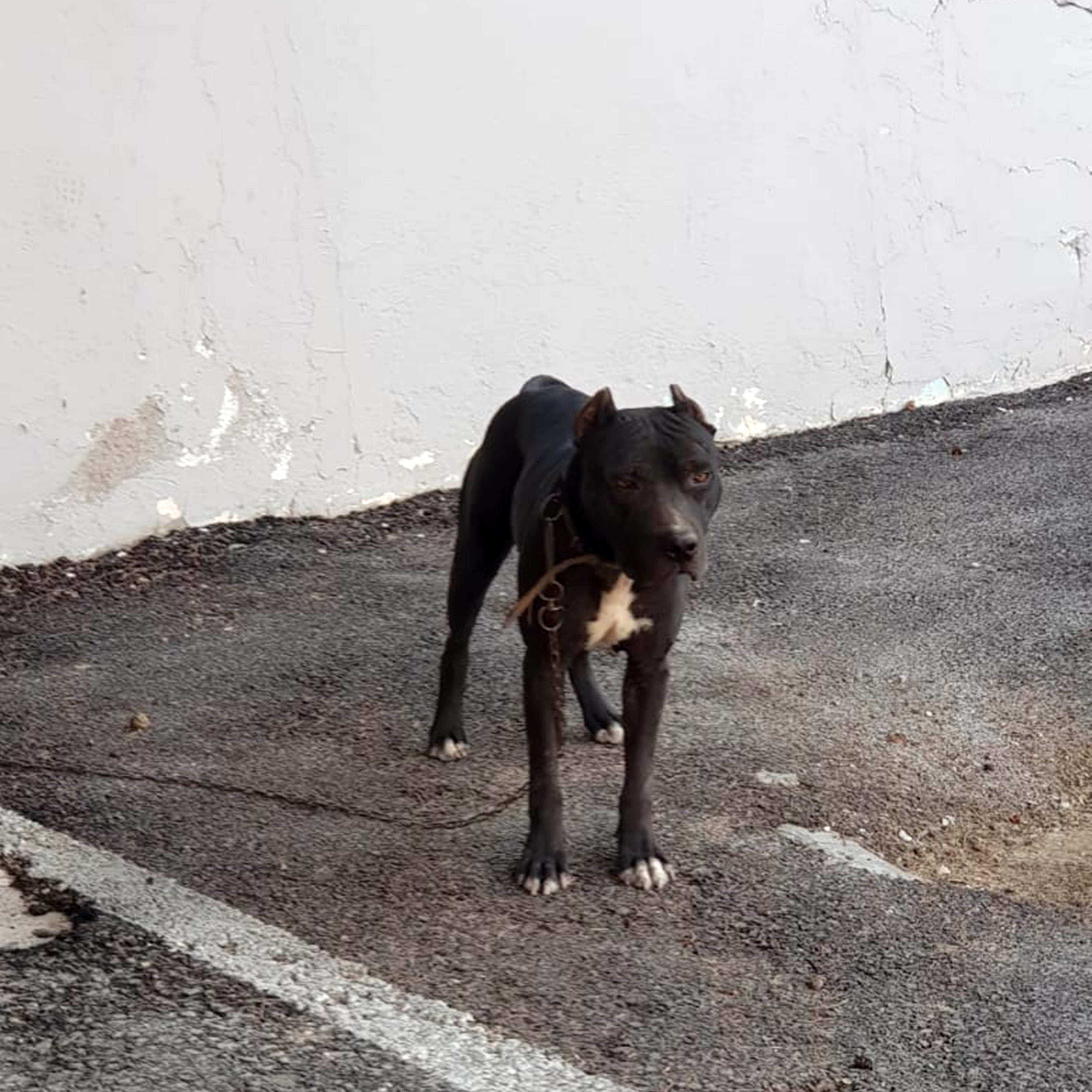 Pitbull çaldı, 7 bin 802 TL para cezası yedi