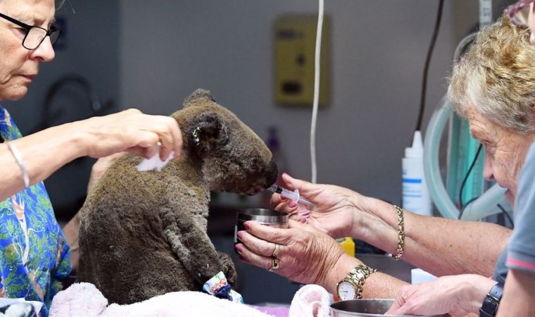 Avustralya'da orman yangınlarında en az 350 koala öldü