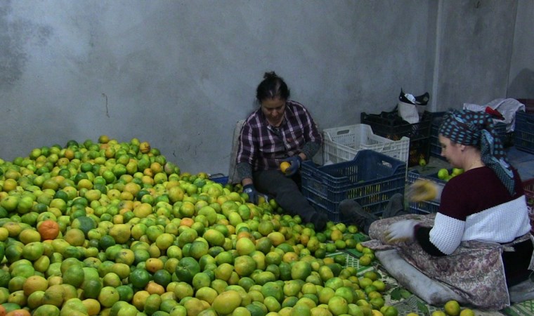 Samandağ mandalinasında ihracat başladı