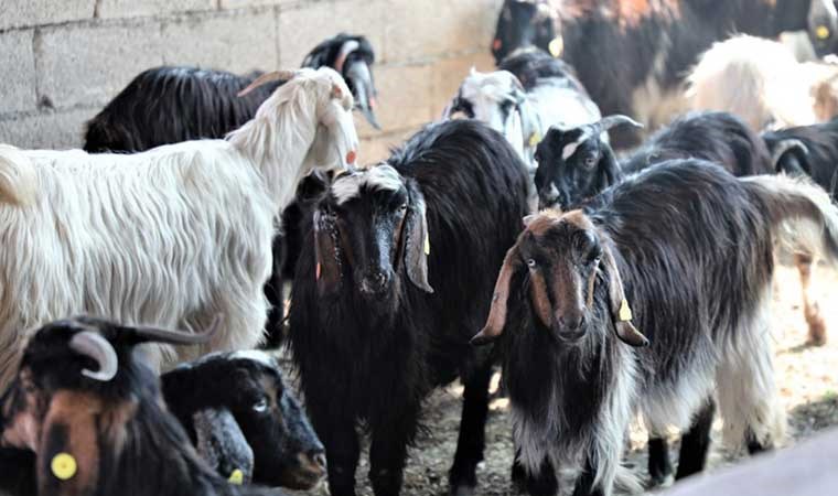 Muğlalı kadınlara “kıl keçisi” desteği