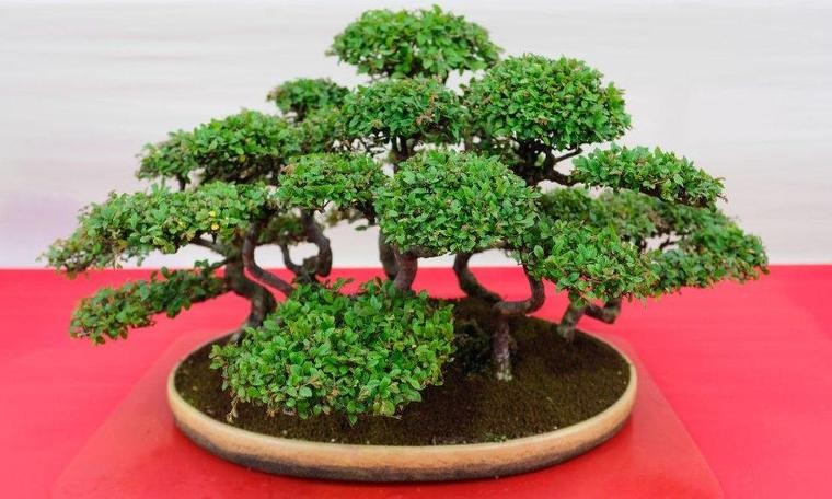 400 yıllık bonsai ağaçları çalınan Japon çiftten hırsızlara: Onlar bizim kıymetlimiz, haftada bir sulayın