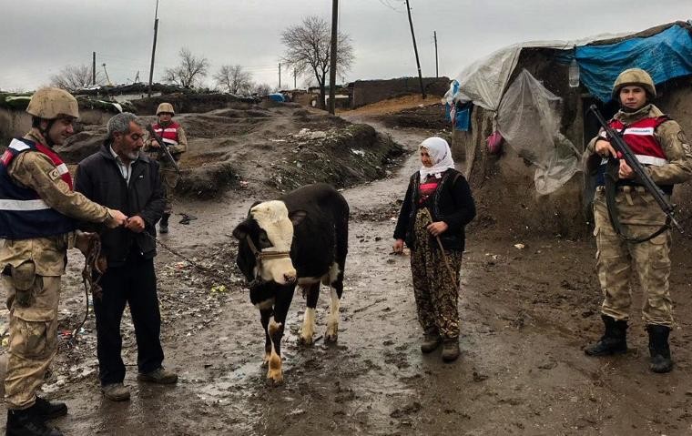 İnek hırsızlığına 3 gözaltı